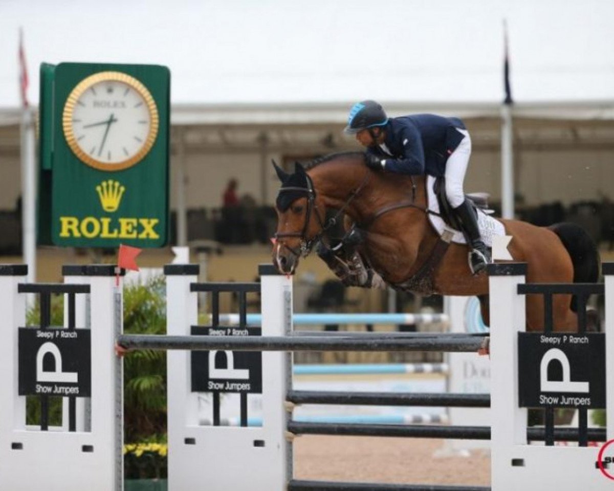 stallion Dakota VDL (Holsteiner, 2008, from Casall Ask)