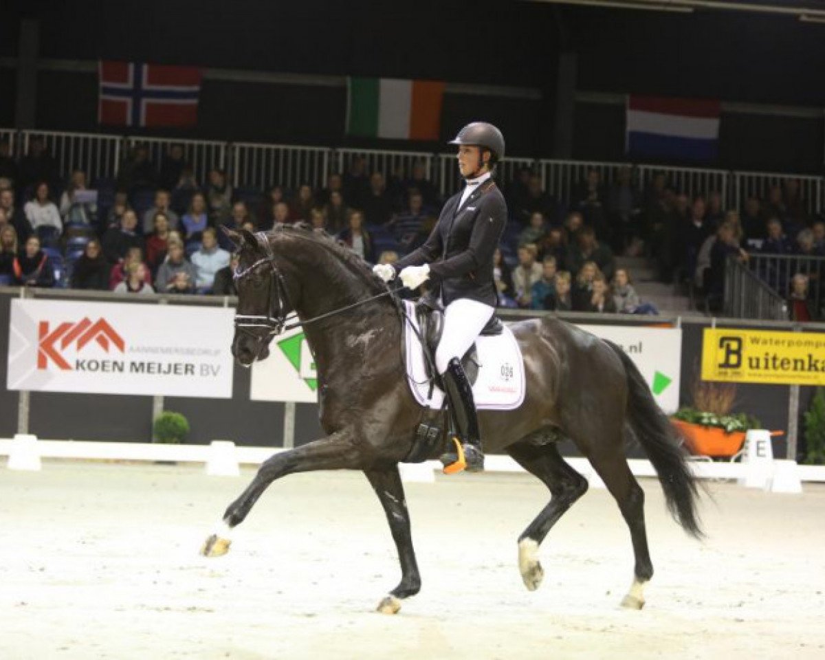 stallion FOUR LEGENDS (KWPN (Royal Dutch Sporthorse), 2010, from Wynton)