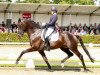 stallion Ebony (KWPN (Royal Dutch Sporthorse), 2009, from Painted Black)