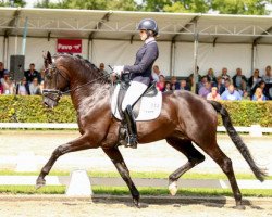 Deckhengst Ebony (KWPN (Niederländisches Warmblut), 2009, von Painted Black)