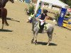 dressage horse Jumper (Welsh-Pony (Section B), 2007, from Jasper)