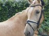 dressage horse Golden Jacket (German Riding Pony, 2010, from FS Golden Moonlight)