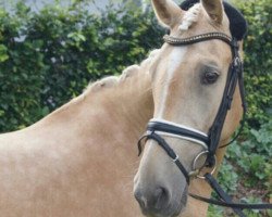 dressage horse Golden Jacket (German Riding Pony, 2010, from FS Golden Moonlight)