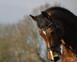 dressage horse Brilliante 13 (unknown, 2002)