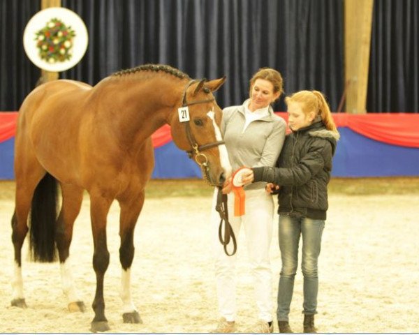 stallion Estrello (KWPN (Royal Dutch Sporthorse), 2009, from Astrello)