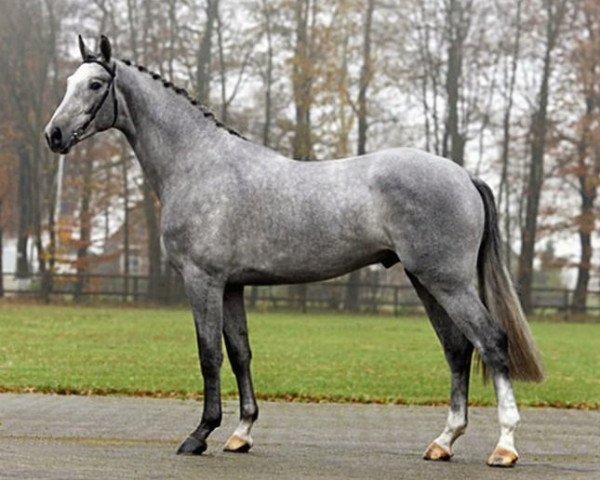 stallion Astrello (Dutch Warmblood, 2005, from Casantos)