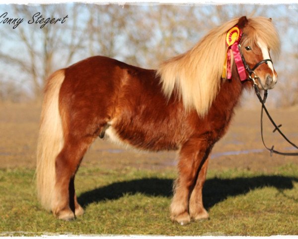 Deckhengst Xerxes (Shetland Pony, 2014, von Xente van't heut)