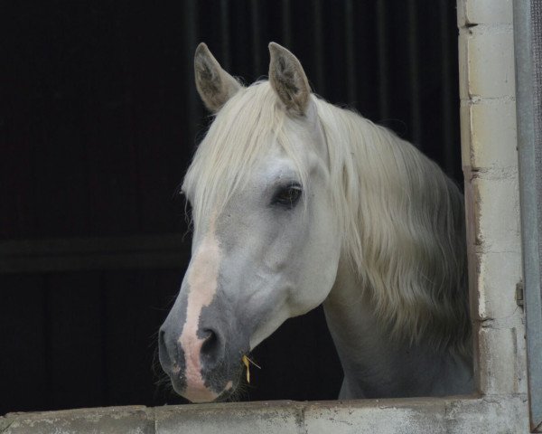 Pferd Nando 242 (Deutsches Reitpony, 1990, von Nadler II)