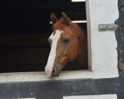 dressage horse Rudi 52 (unknown, 1995)