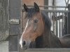 dressage horse Wynton's Hailey (Oldenburg, 2009, from Wynton)