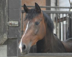 dressage horse Wynton's Hailey (Oldenburg, 2009, from Wynton)