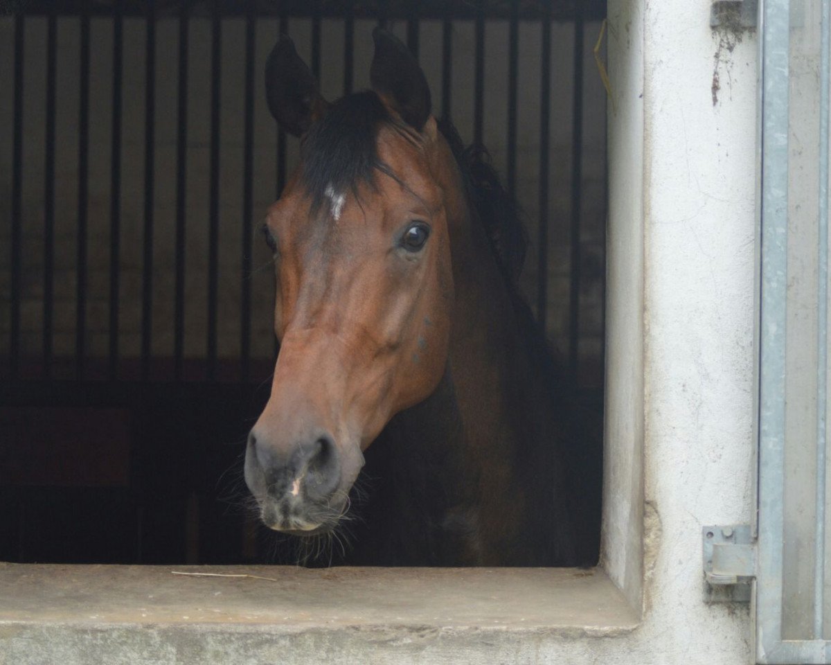 Dressurpferd Downtown 17 (Oldenburger, 2007, von Don Romantic)