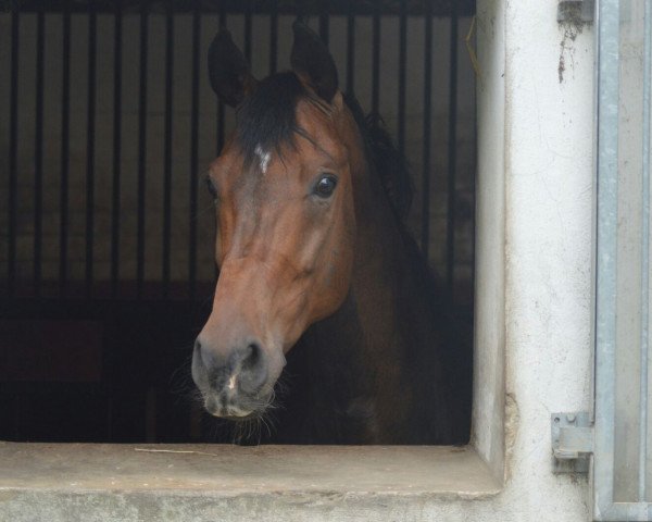 dressage horse Downtown 17 (Oldenburg, 2007, from Don Romantic)