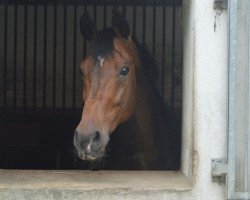 dressage horse Downtown 17 (Oldenburg, 2007, from Don Romantic)