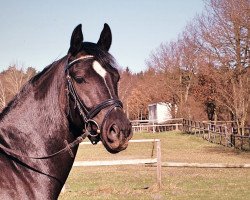 dressage horse Cas Ca Deur 2 (German Riding Pony, 2008, from Cadre)