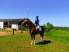 dressage horse Woody Woodpecker 5 (Hanoverian, 2005, from Wishing Well)