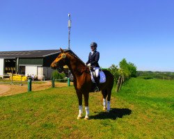 dressage horse Woody Woodpecker 5 (Hanoverian, 2005, from Wishing Well)