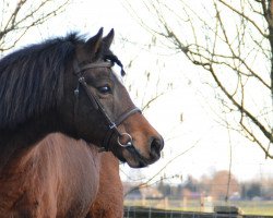 Pferd Browny (Deutsches Reitpony, 1998, von Bugatti)