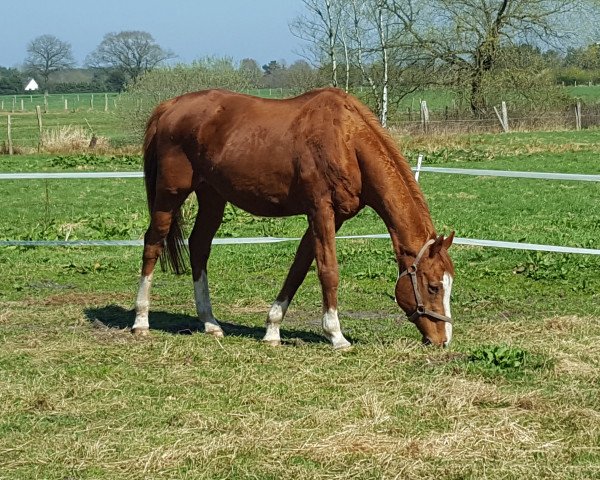 horse Lohfuchs xx (Thoroughbred, 1996, from Lemhi Gold xx)