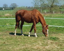 Pferd Lohfuchs xx (Englisches Vollblut, 1996, von Lemhi Gold xx)