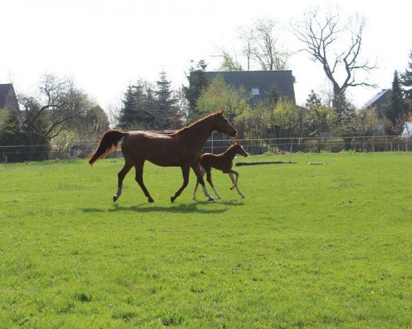broodmare Dream Girl MD (German Sport Horse, 2007, from Don Aparte)