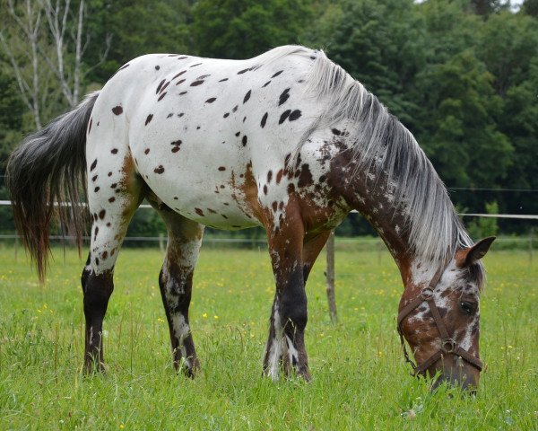 Pferd Raby (Polnisches Warmblut, 2014)