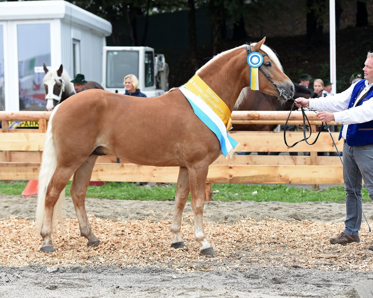 stallion Akarino D (Haflinger, 2012, from Alabaster B)