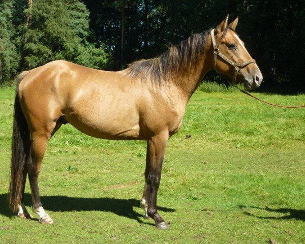 Pferd WR Watch Randy Goer (Appaloosa, 2013)