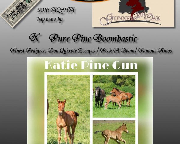 Pferd Katie Pine Gun (Quarter Horse, 2016)