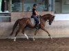 dressage horse Sonnentanz 10 (Hanoverian, 2012, from Sir Donnerhall I)