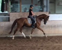 dressage horse Sonnentanz 10 (Hanoverian, 2012, from Sir Donnerhall I)