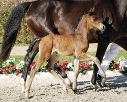 Springpferd Cindy Uppercut (Westfale, 2017, von Comme il Faut)