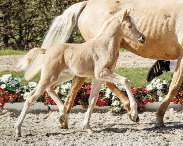 Dressurpferd Aimèe (Deutsches Reitpony, 2017, von A new Star)