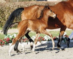 dressage horse Le Notre (Westphalian, 2017, from Le Vivaldi)