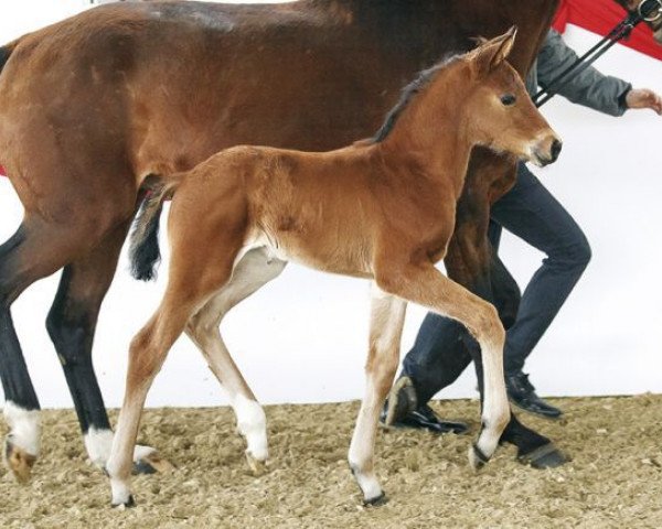 dressage horse Bendzko (Westphalian, 2017, from Callaho's Benicio)