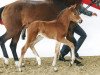 dressage horse Bendzko (Westphalian, 2017, from Callaho's Benicio)