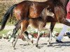 dressage horse Fiala (Westphalian, 2017, from Tannenhof's Fahrenheit)