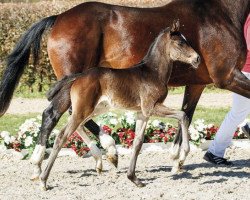 dressage horse Fiala (Westphalian, 2017, from Tannenhof's Fahrenheit)