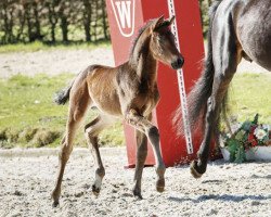 dressage horse Faustina (Westfale, 2017, from For Romance I)