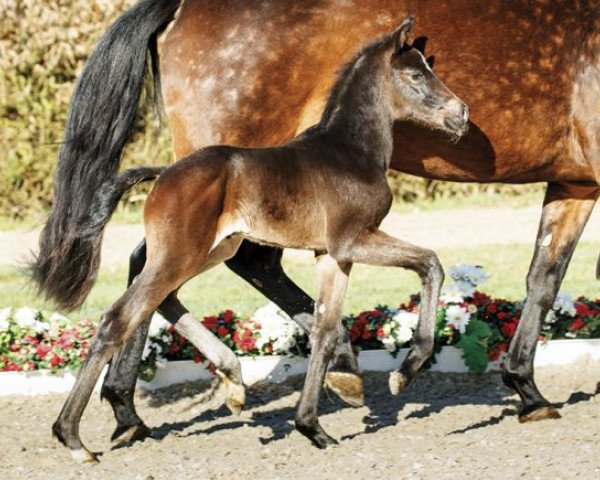 dressage horse Tolstoi (Westphalian, 2017, from Glock's Toto Jr.)