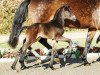 dressage horse Tolstoi (Westphalian, 2017, from Glock's Toto Jr.)