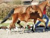 dressage horse Faruschka (Westphalian, 2017, from For Romance I)