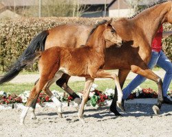 Dressurpferd Faruschka (Westfale, 2017, von For Romance I)