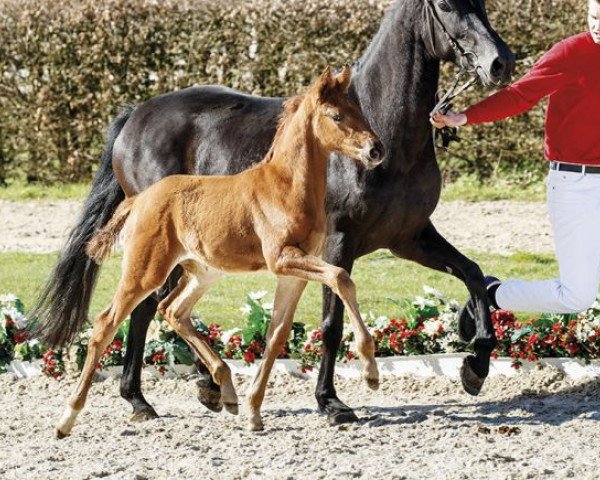 dressage horse Bella Beatrix (Westphalian, 2017, from Borsalino)