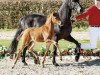 dressage horse Bella Beatrix (Westphalian, 2017, from Borsalino)