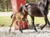 dressage horse Gabalier (Westphalian, 2017, from Goldberg)