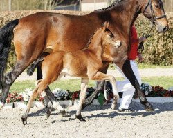 dressage horse Farbentanz 6 (Westphalian, 2017, from Farbenspiel)