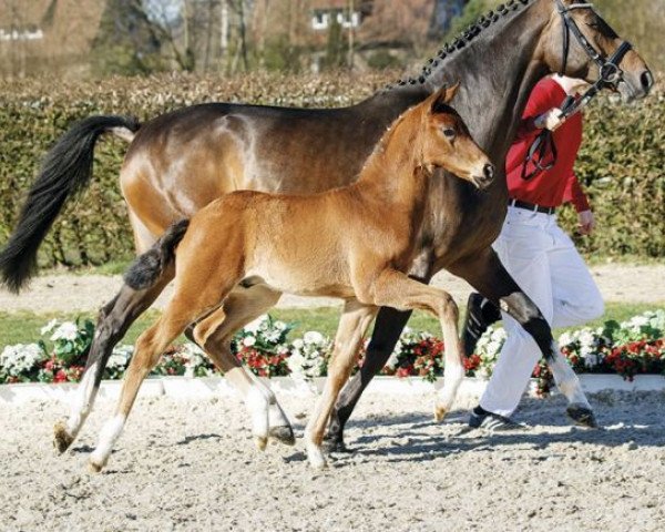 dressage horse Franco Baresi (Westphalian, 2017, from Frascino)