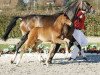 dressage horse Franco Baresi (Westphalian, 2017, from Frascino)