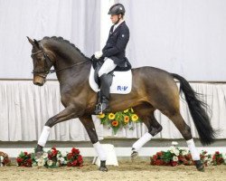 stallion Aubameyang (Hanoverian, 2013, from Ampère)